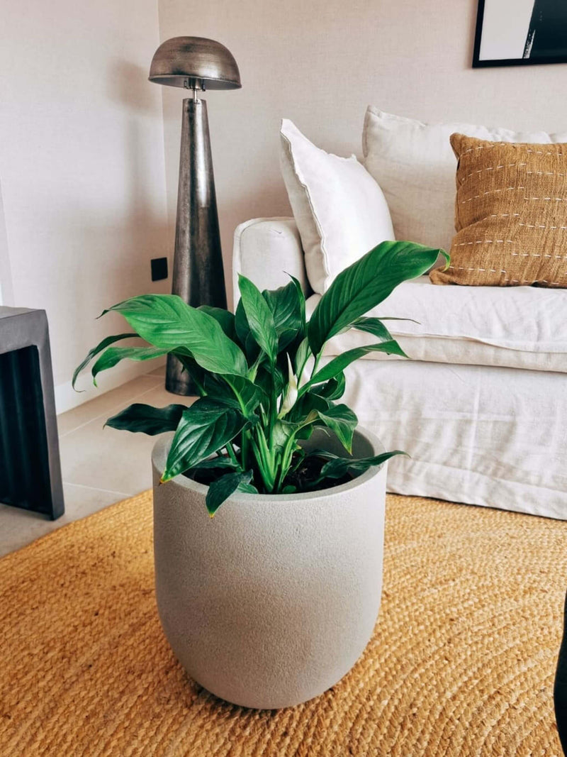 Lirio de la Paz XXL (Spathiphyllum)