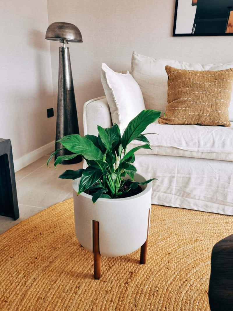 Lirio de la Paz XXL (Spathiphyllum)