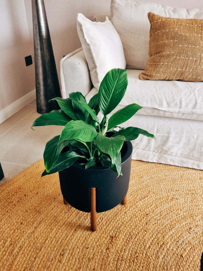 Lirio de la Paz XXL (Spathiphyllum)