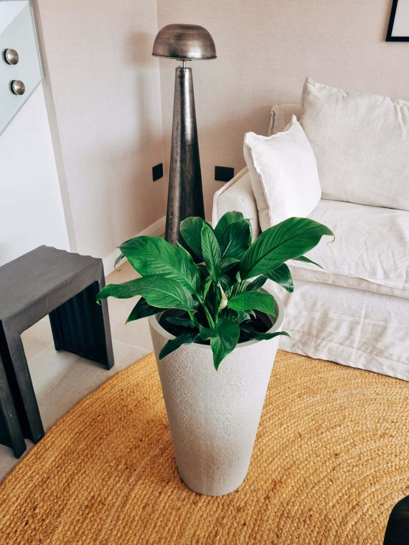Lirio de la Paz XXL (Spathiphyllum)