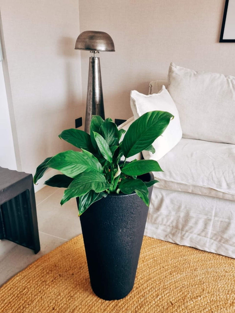 Lirio de la Paz XXL (Spathiphyllum)