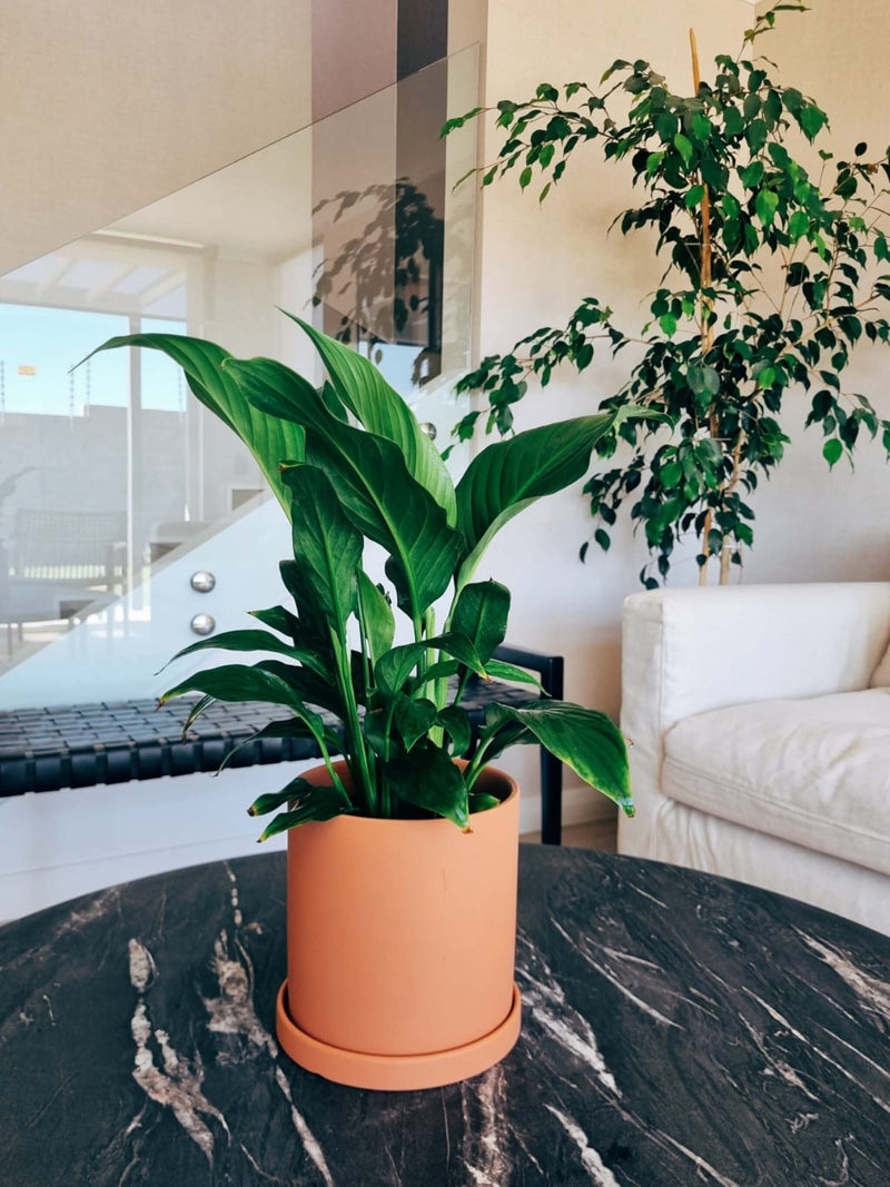 Lirio de la Paz + Macetero Nórdico - Elige tu color