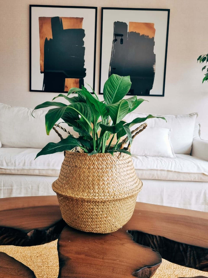 Lirio de la Paz XXL (Spathiphyllum) + Canasto - Elige el que más te guste