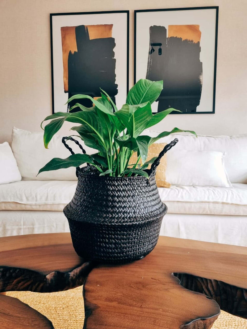 Lirio de la Paz XXL (Spathiphyllum) + Canasto - Elige el que más te guste