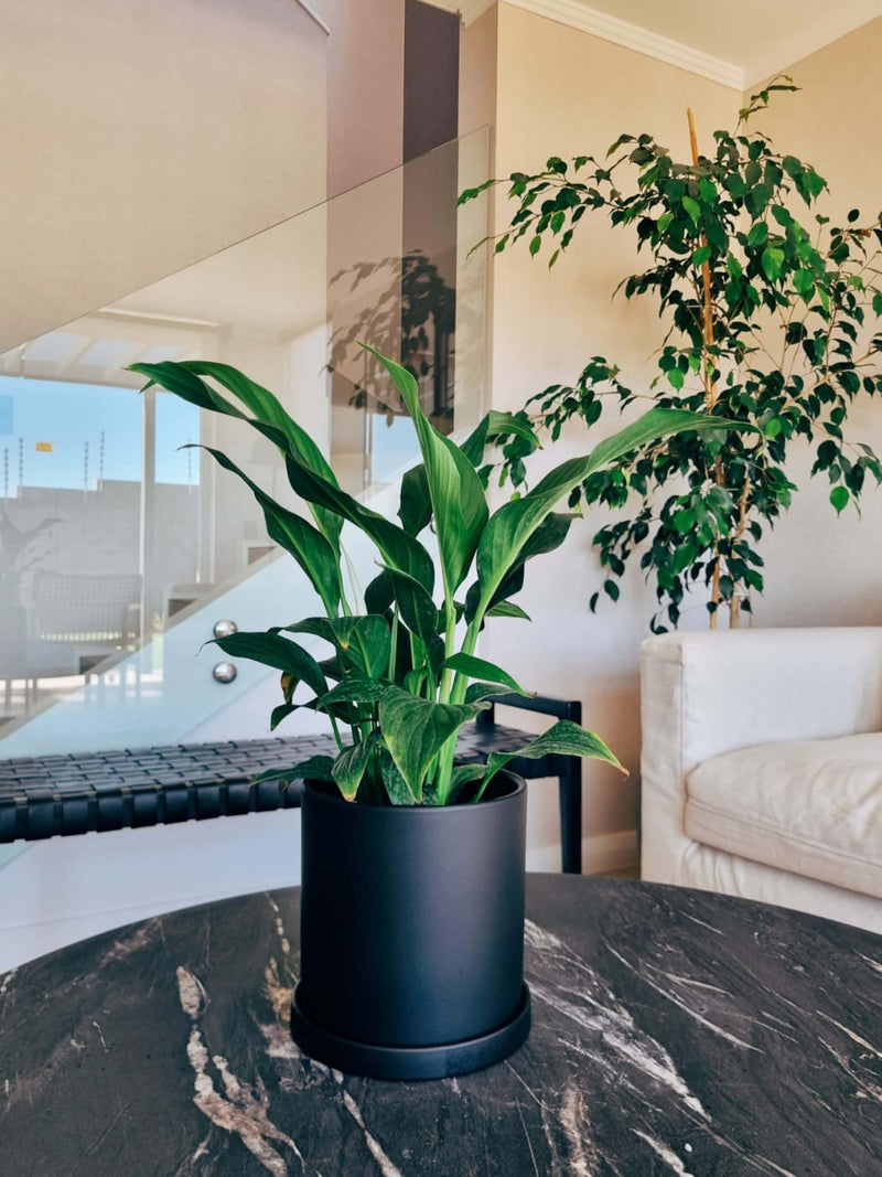 Lirio de la Paz + Macetero Nórdico - Elige tu color