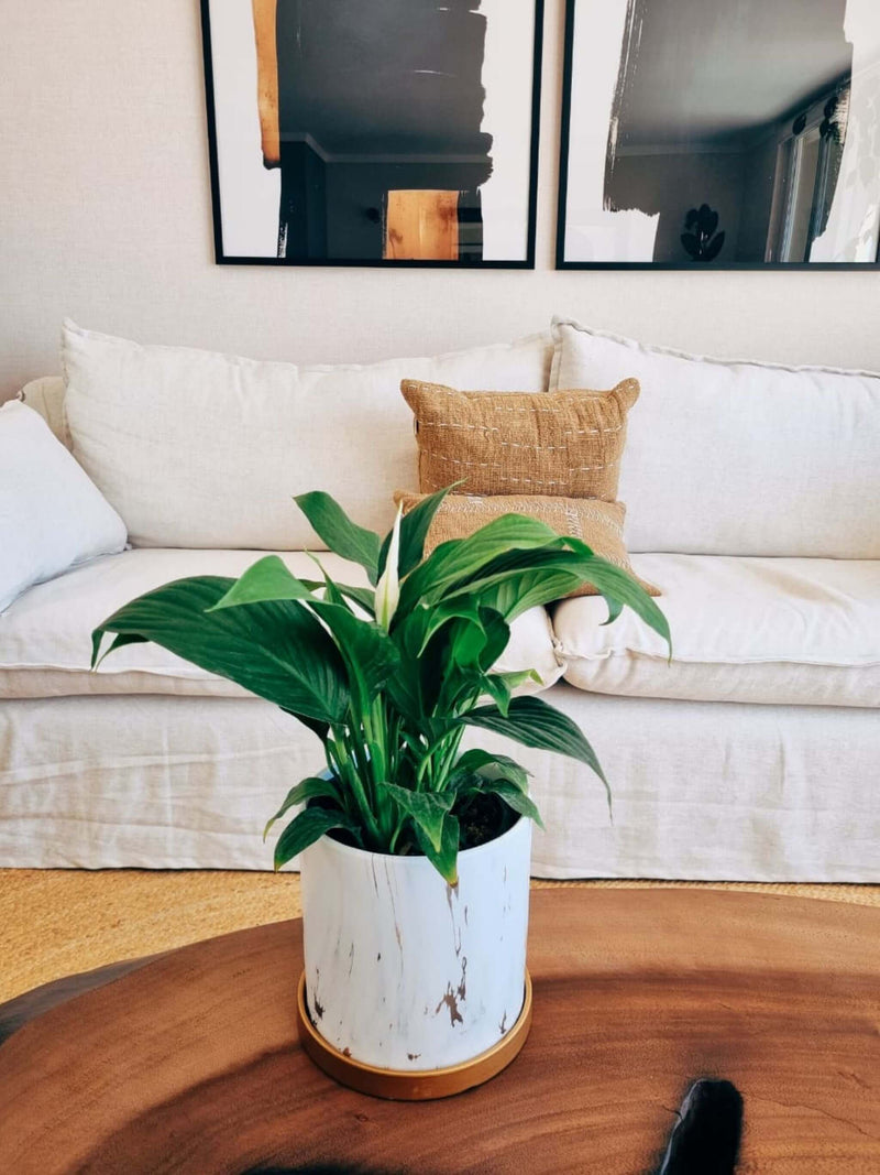 Lirio de la Paz + Macetero Nordico Marmol