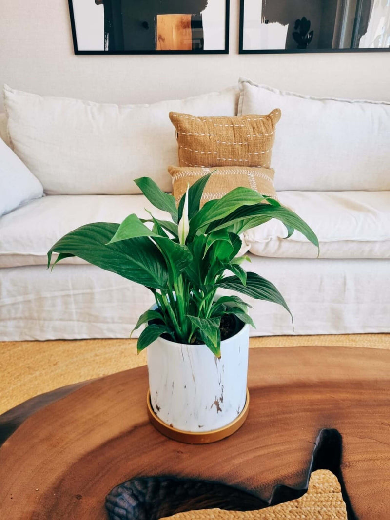 Lirio de la Paz + Macetero Nordico Marmol