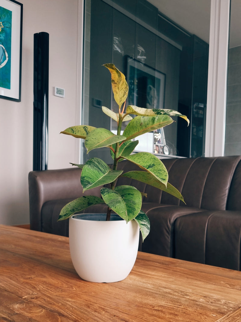 Maceta Bowl Blanca M - Garden Room