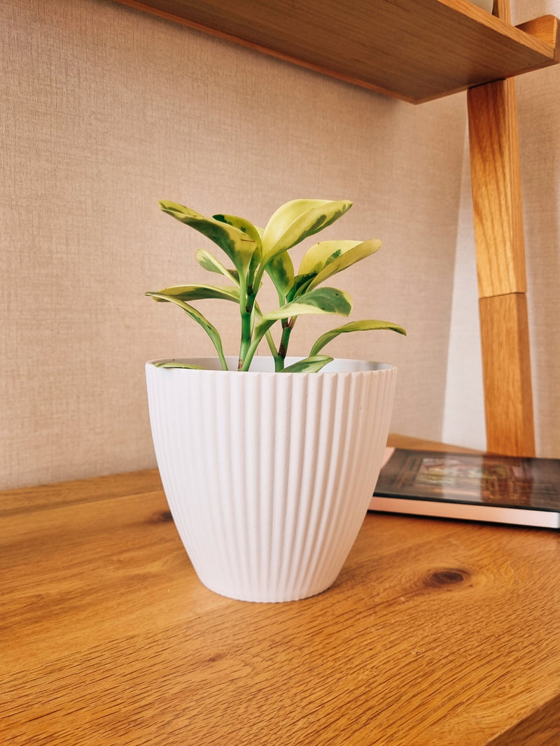 Maceta Lineas Blanca S - Garden Room