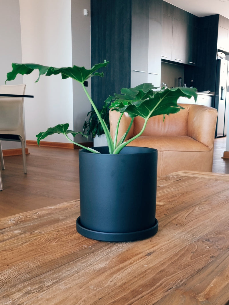 Maceta Nordica Negro L - Garden Room