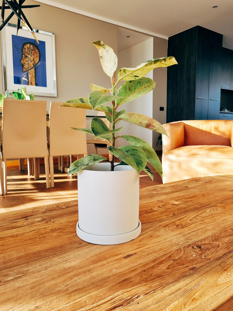 Maceta Nordica Blanca M - Garden Room