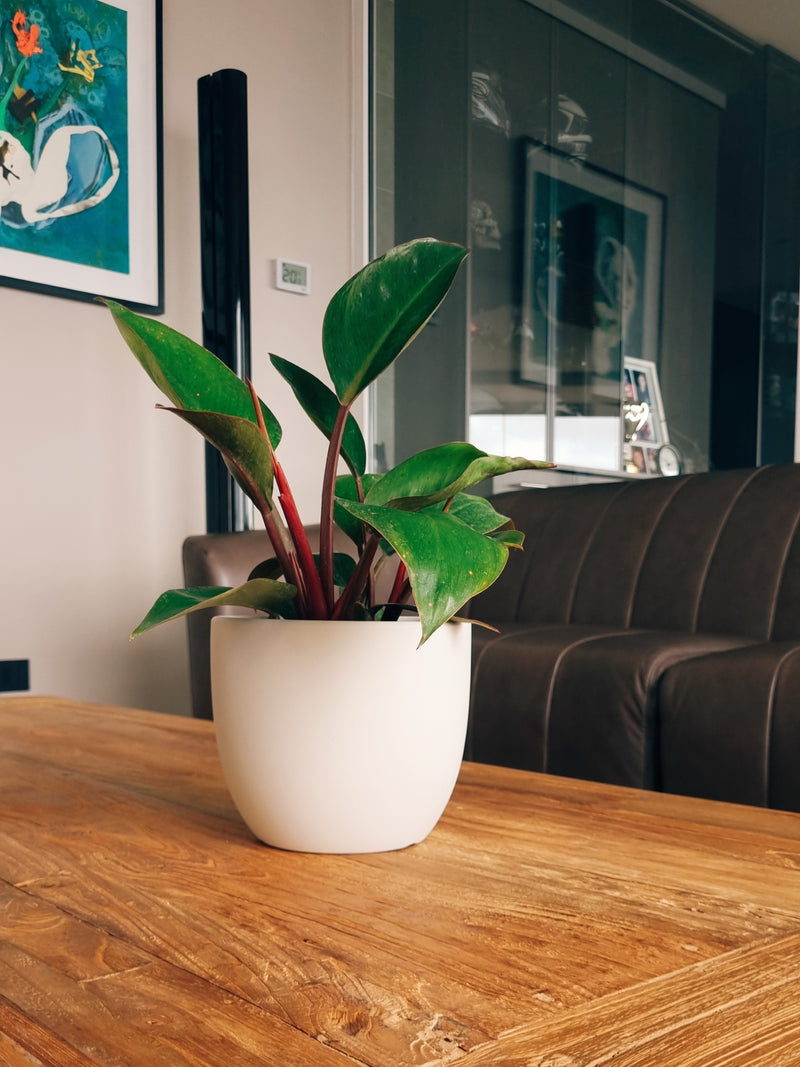 Macetero Bowl Blanco M