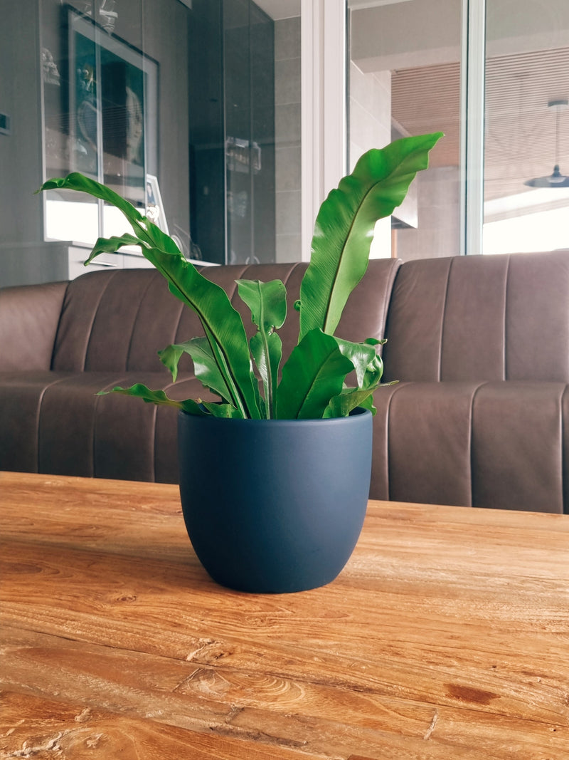 Maceta Bowl Azul M - Garden Room