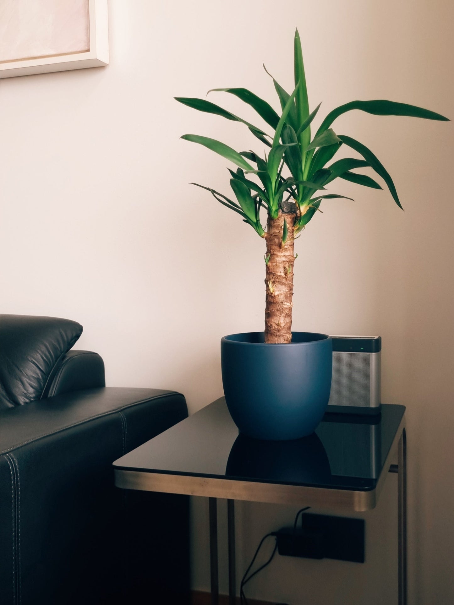 Yucca Simple