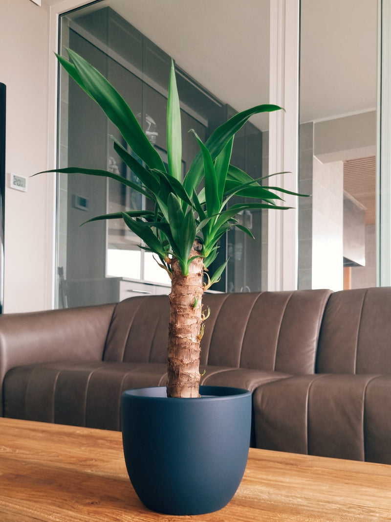 Yucca Simple + Macetero Bowl - Elige tu color