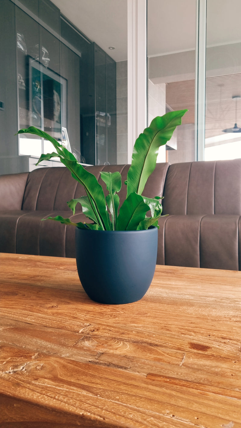 Macetero Bowl Azul M