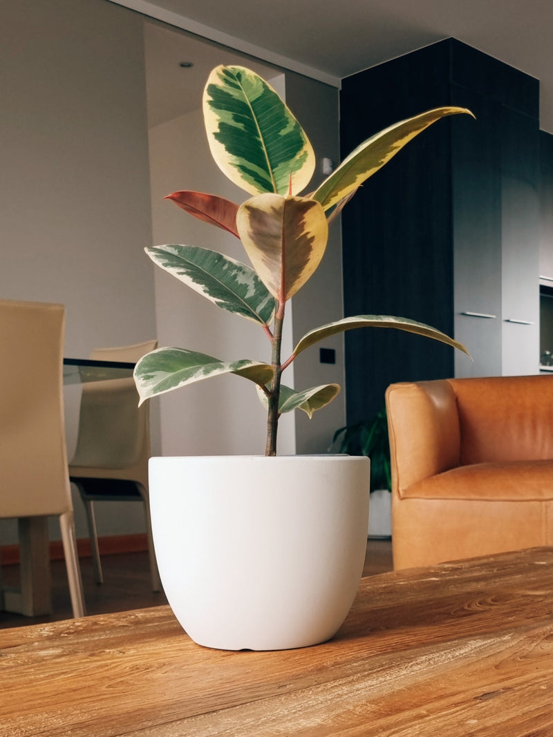 Macetero Bowl Blanco M