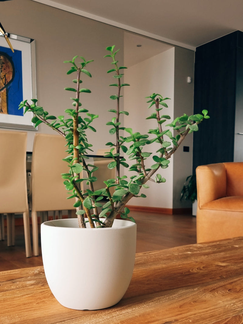 Macetero Bowl Blanco M