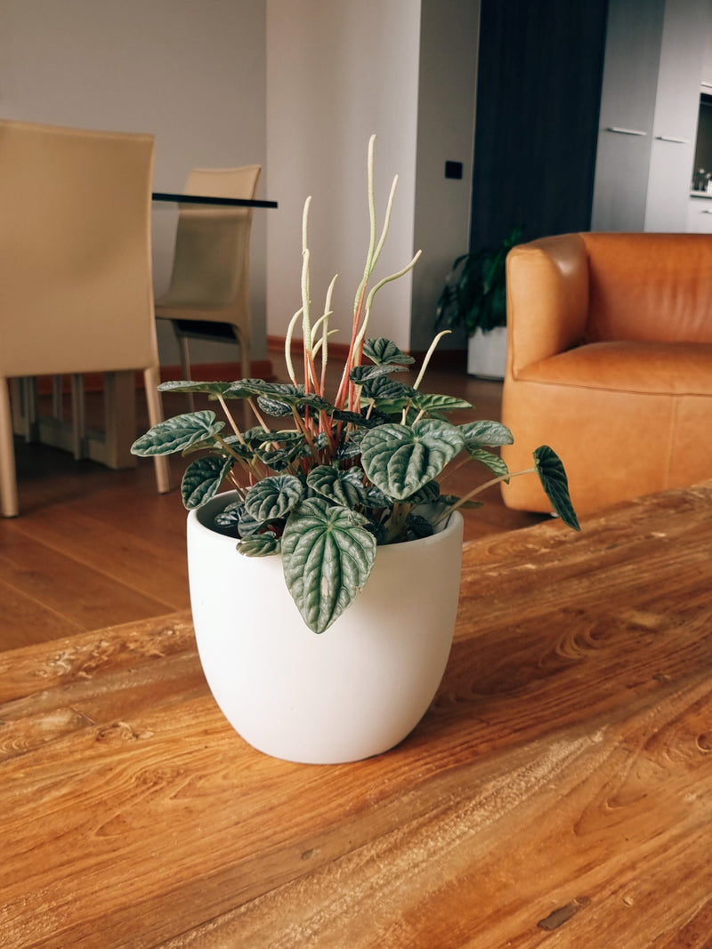 Peperomia Caperata + Macetero Bowl blanco