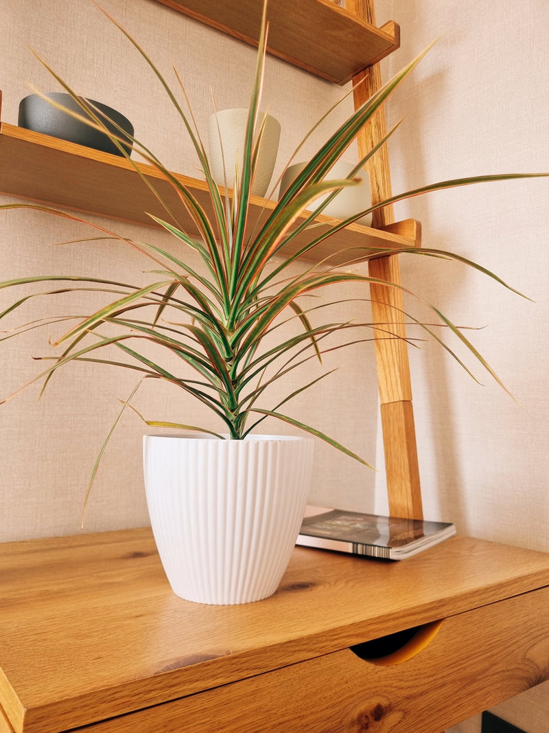Dracena Colorama + Maceta Resina Líneas Blanca - Garden Room