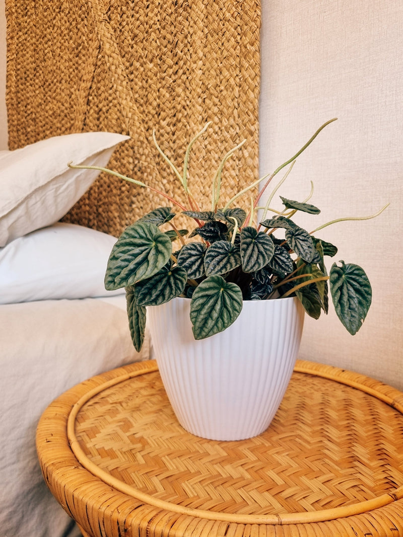 Maceta Lineas Blanca M - Garden Room