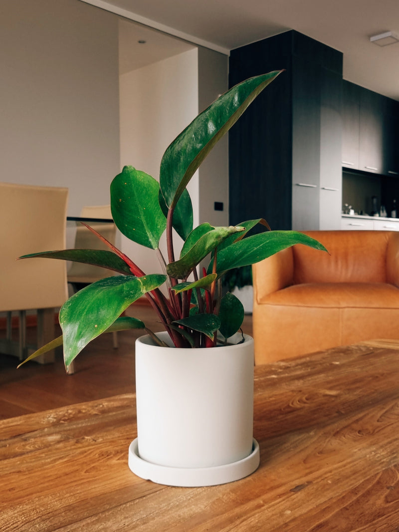 Filodendro Congo Rojo