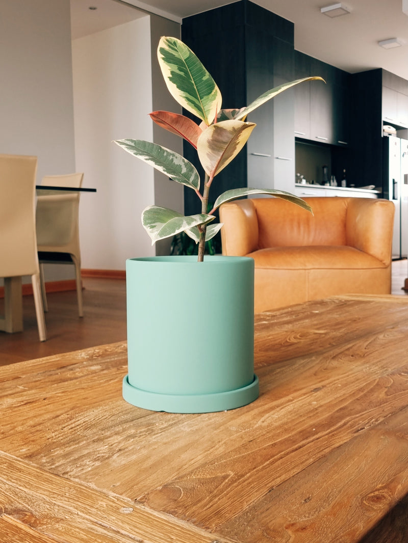 Ficus Pink Tineke + Macetero Nórdico - Elige tu color