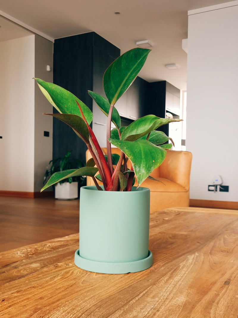 Filodendro Congo Rojo