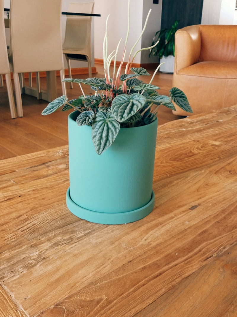 Macetero Nordico Menta M