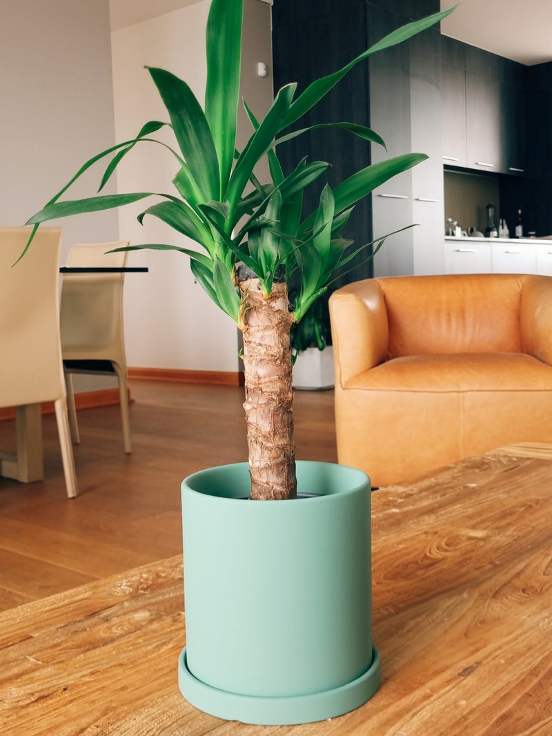 Yucca Simple + Macetero Nórdico- Elige tu color
