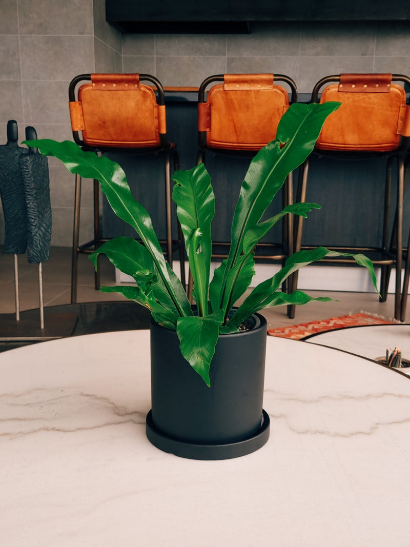 Macetero Nordico Negro S