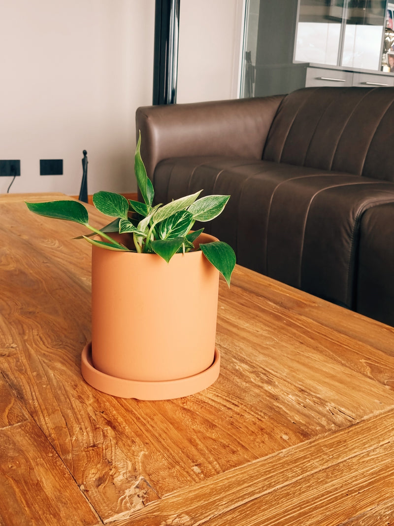 Filodendro Birkin + Macetero Nórdico - Elige tu color