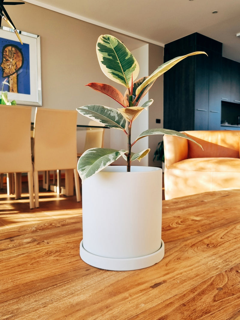 Ficus Pink Tineke + Macetero Nórdico - Elige tu color