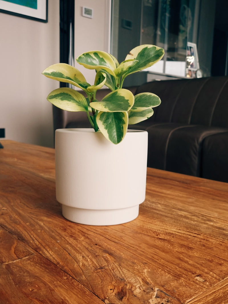 Maceta Pipa Blanca S - Garden Room