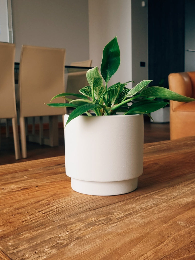 Maceta Pipa Blanca S - Garden Room