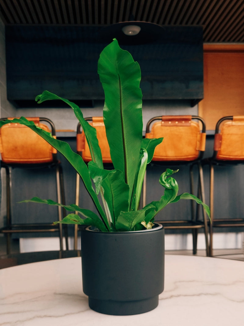 Maceta Pipa Negra S - Garden Room