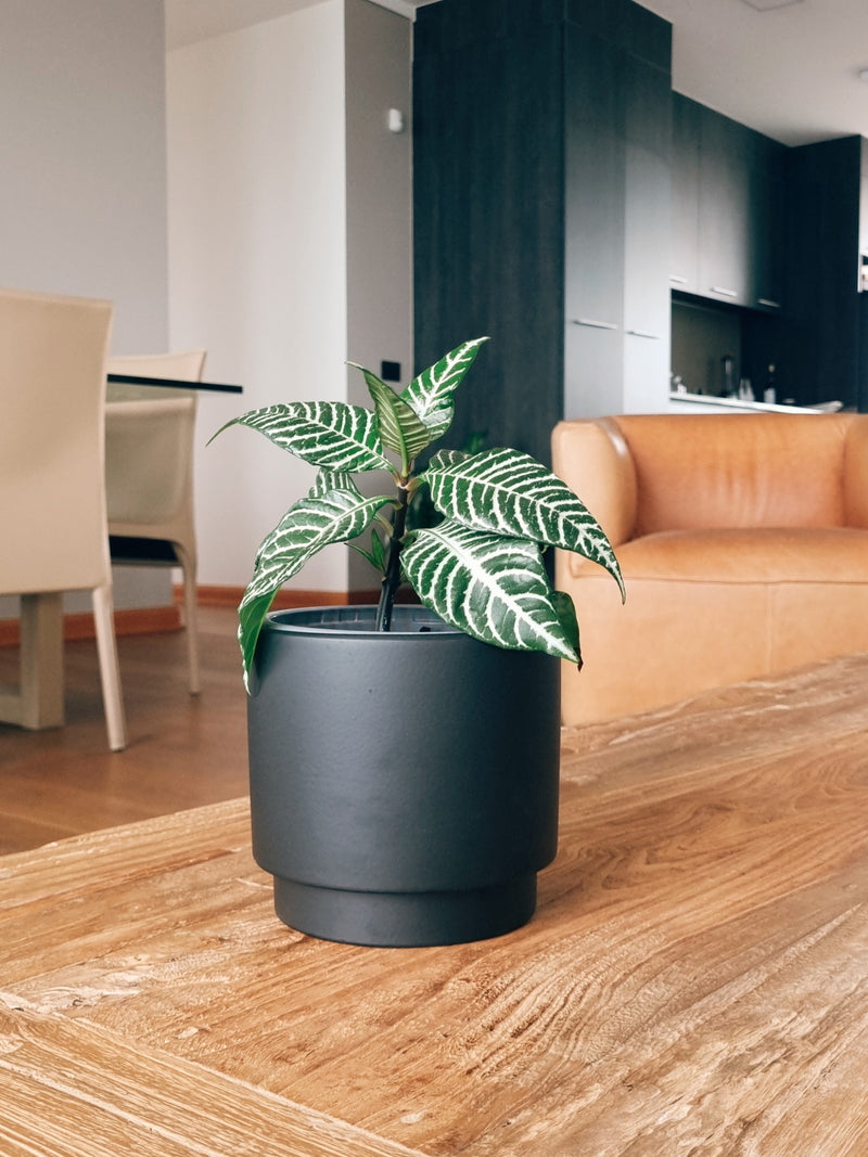 Maceta Pipa Negra S - Garden Room