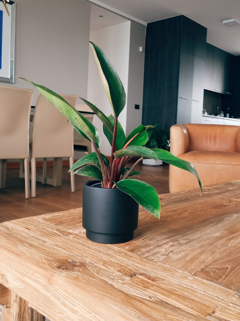 Maceta Pipa Negra S - Garden Room