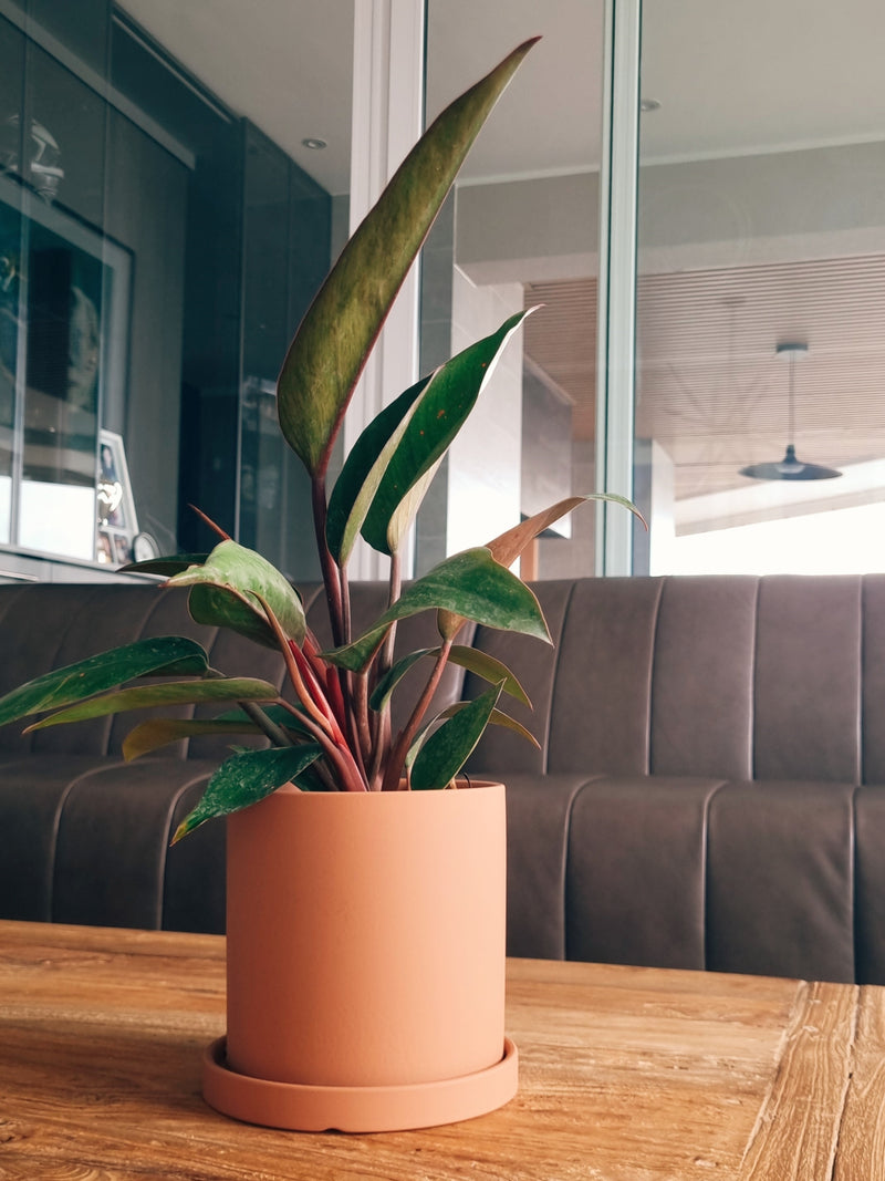 Filodendro Congo Rojo