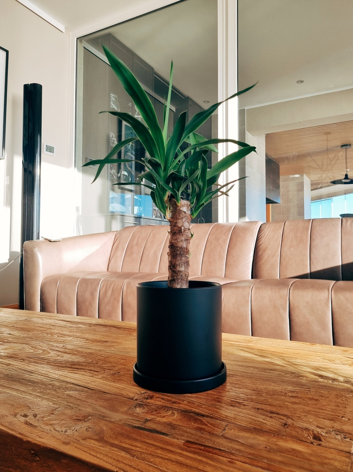 Yucca Simple