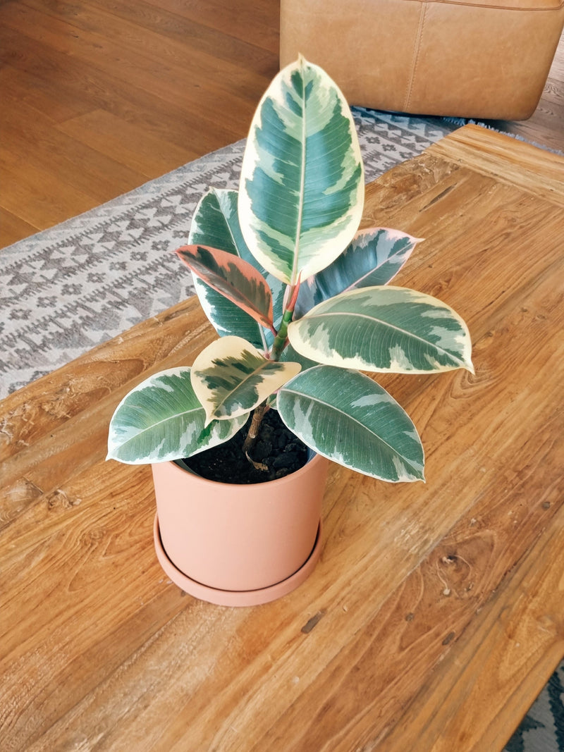 Maceta Nordica Terracota M - Garden Room