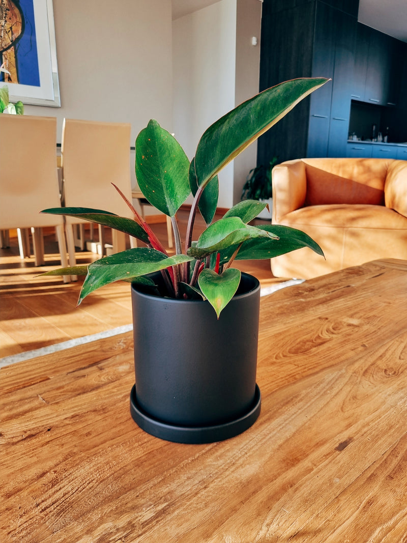 Maceta Nordica Negra M - Garden Room