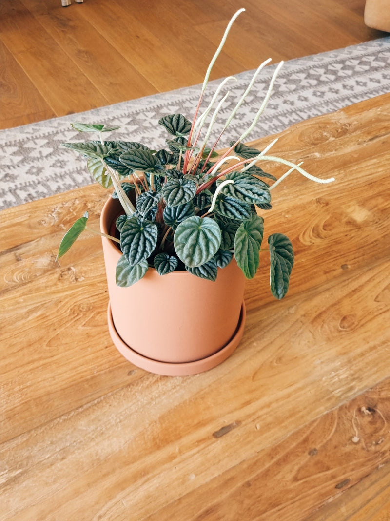 Maceta Nordica Terracota M - Garden Room