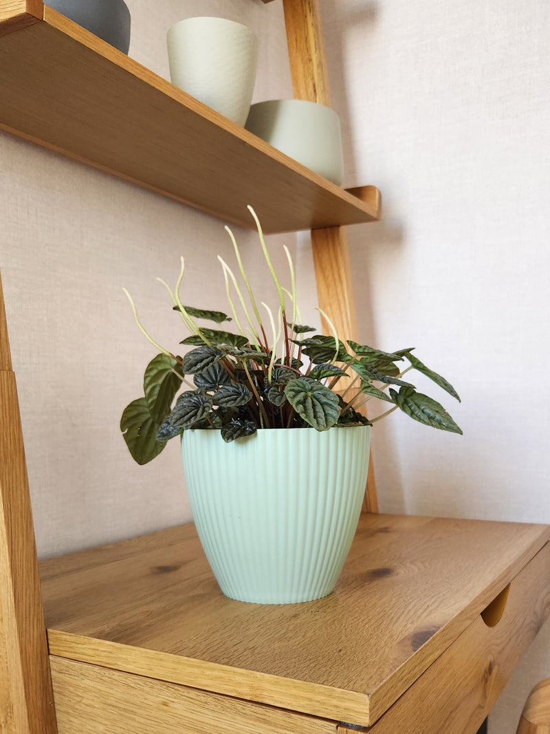 Maceta Lineas Verde Agua M - Garden Room