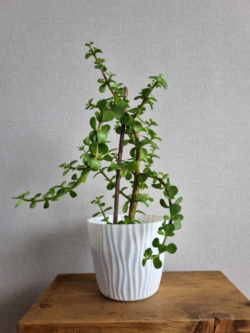 Macetero Ondas Blanco M