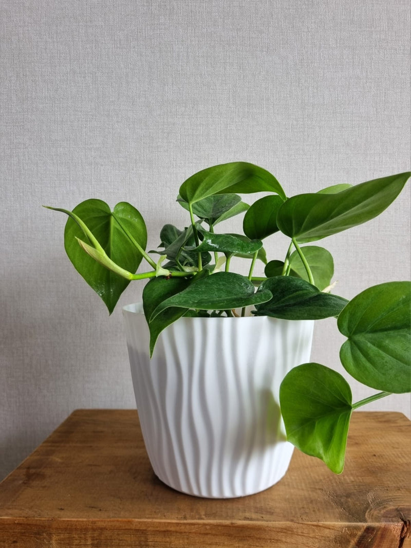 Macetero Ondas Blanco M