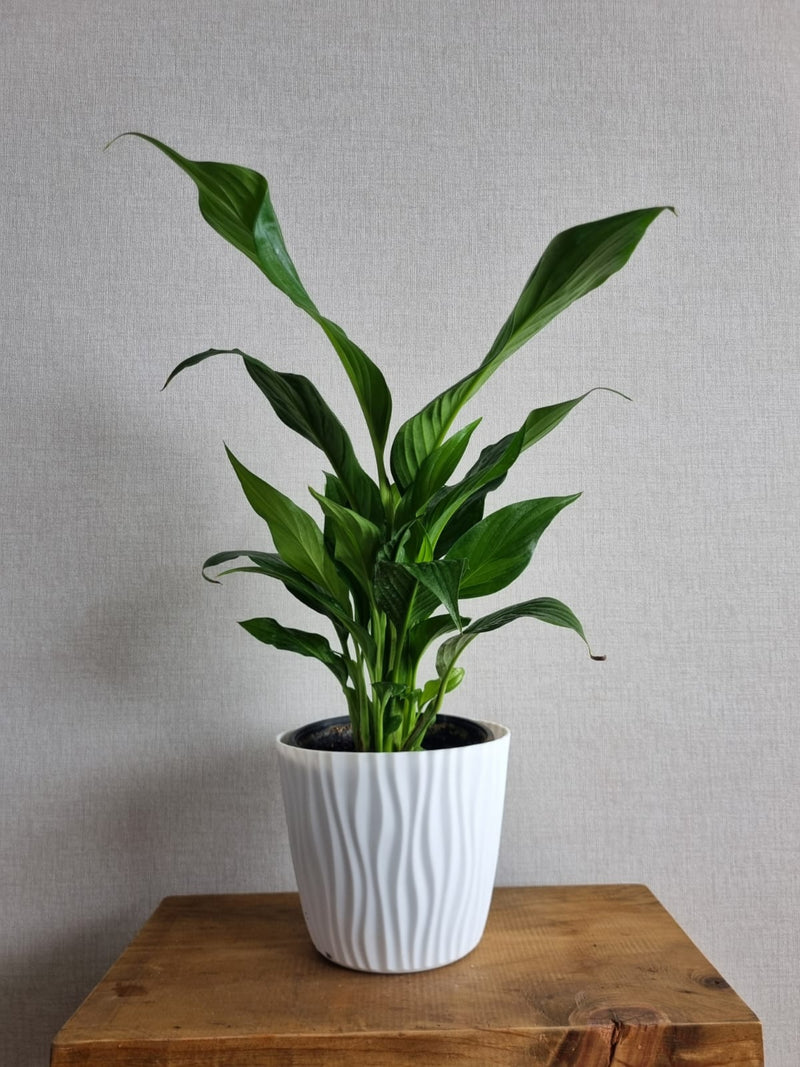 Macetero Ondas Blanco M