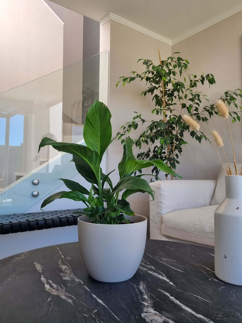 Macetero Siena Arena L - Garden Room