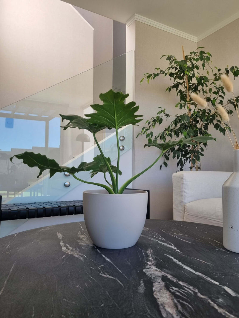 Macetero Siena Arena L - Garden Room