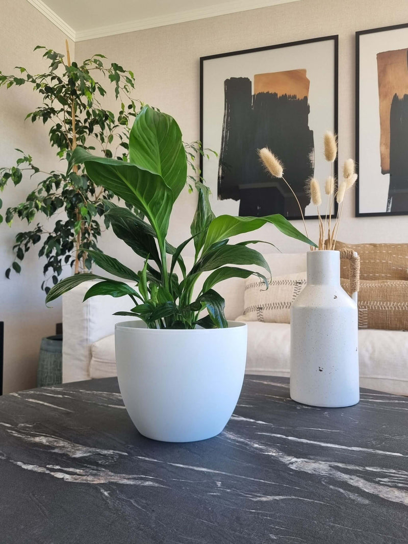 Macetero Siena Blanco L - Garden Room